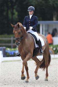 حصان ترويض موهوب يتمتع بخبرة كبيرة في المنافسة وشخصية رفيعة المستوى