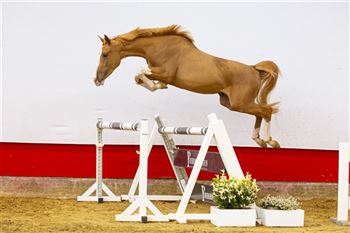 حصان رياضي يقفز بقوة كبيرة